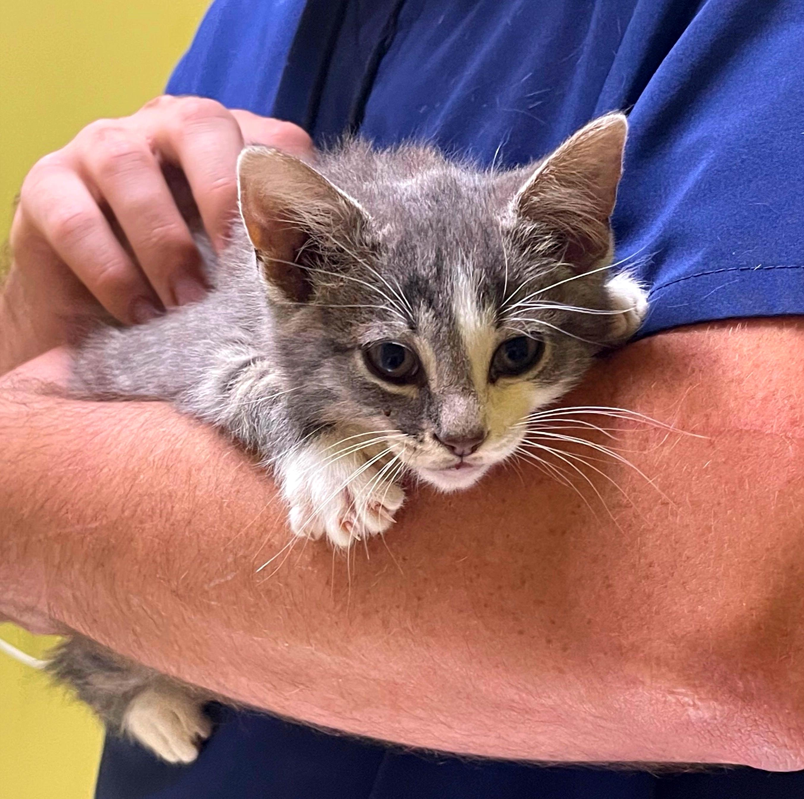 Lancelot, Adopted, Young Male Domestic Short Hair.