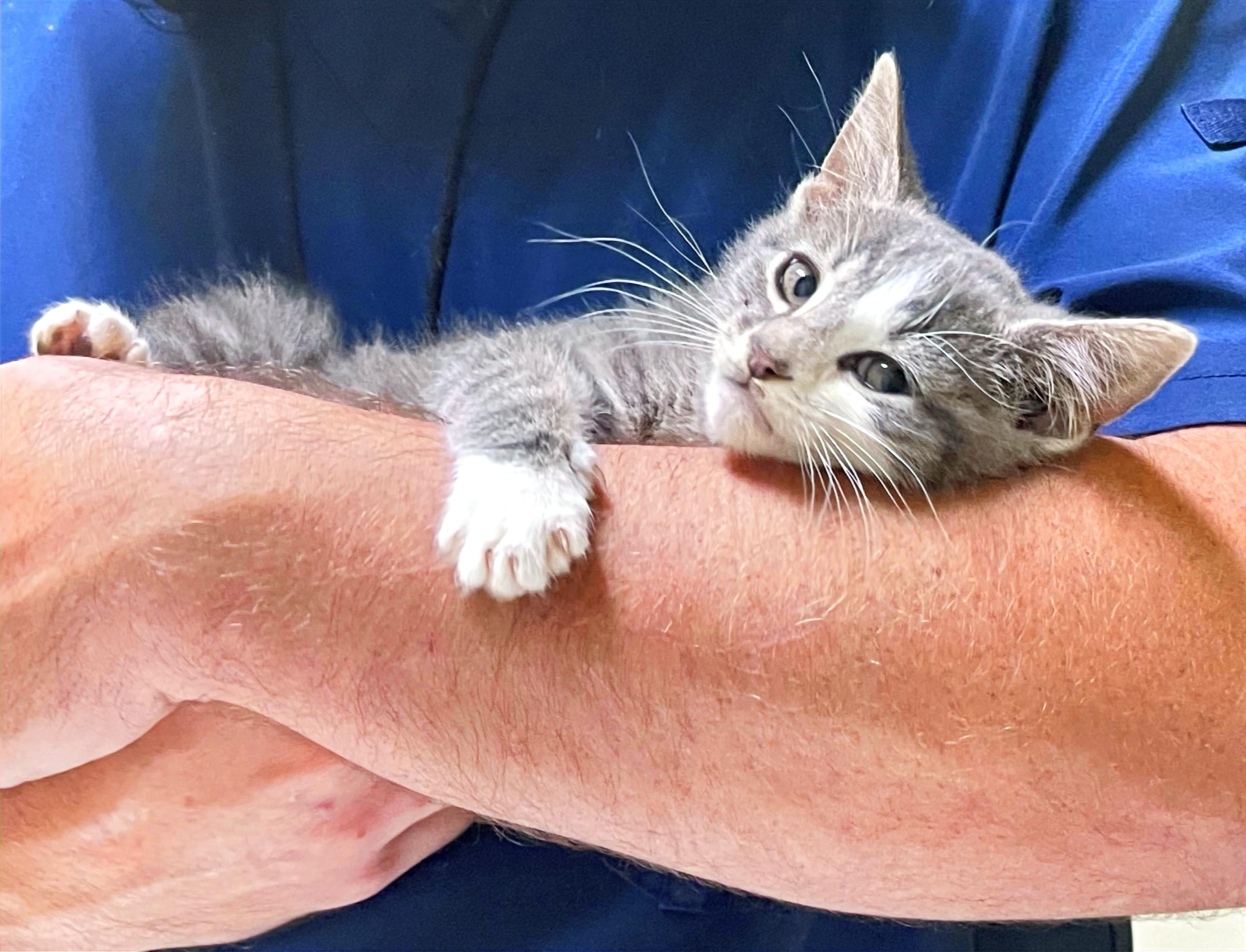 Lancelot, a Adopted Domestic Short Hair in Columbia, KY image 2/4