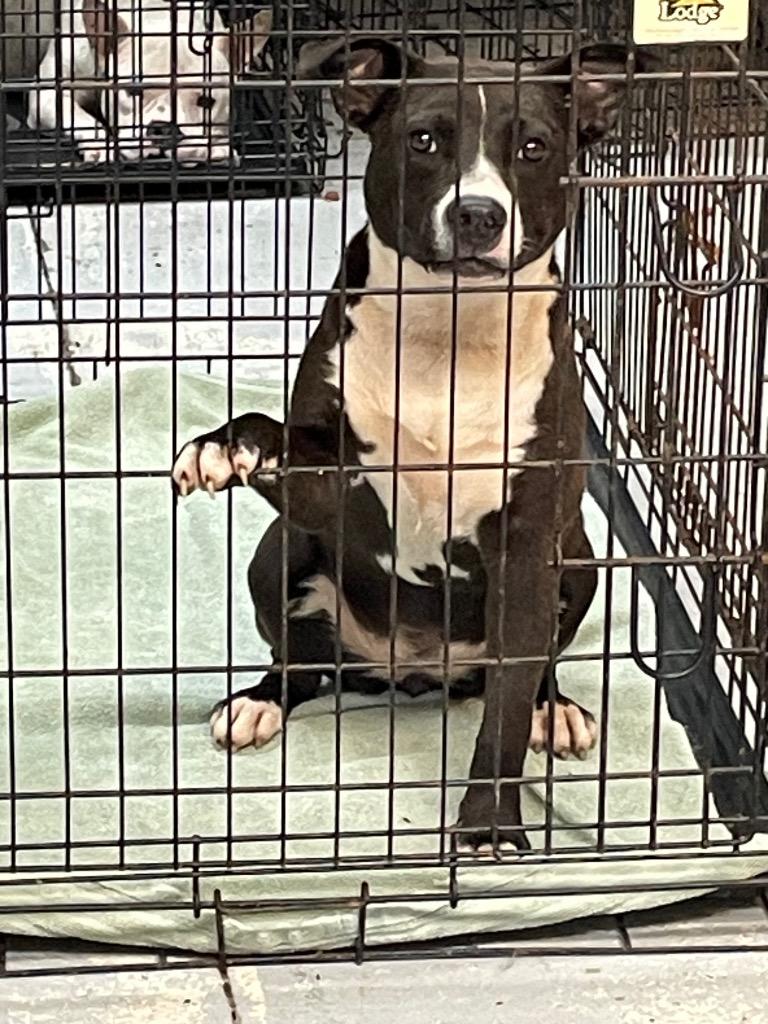 Girlie, Adoptable, Young Female Terrier.