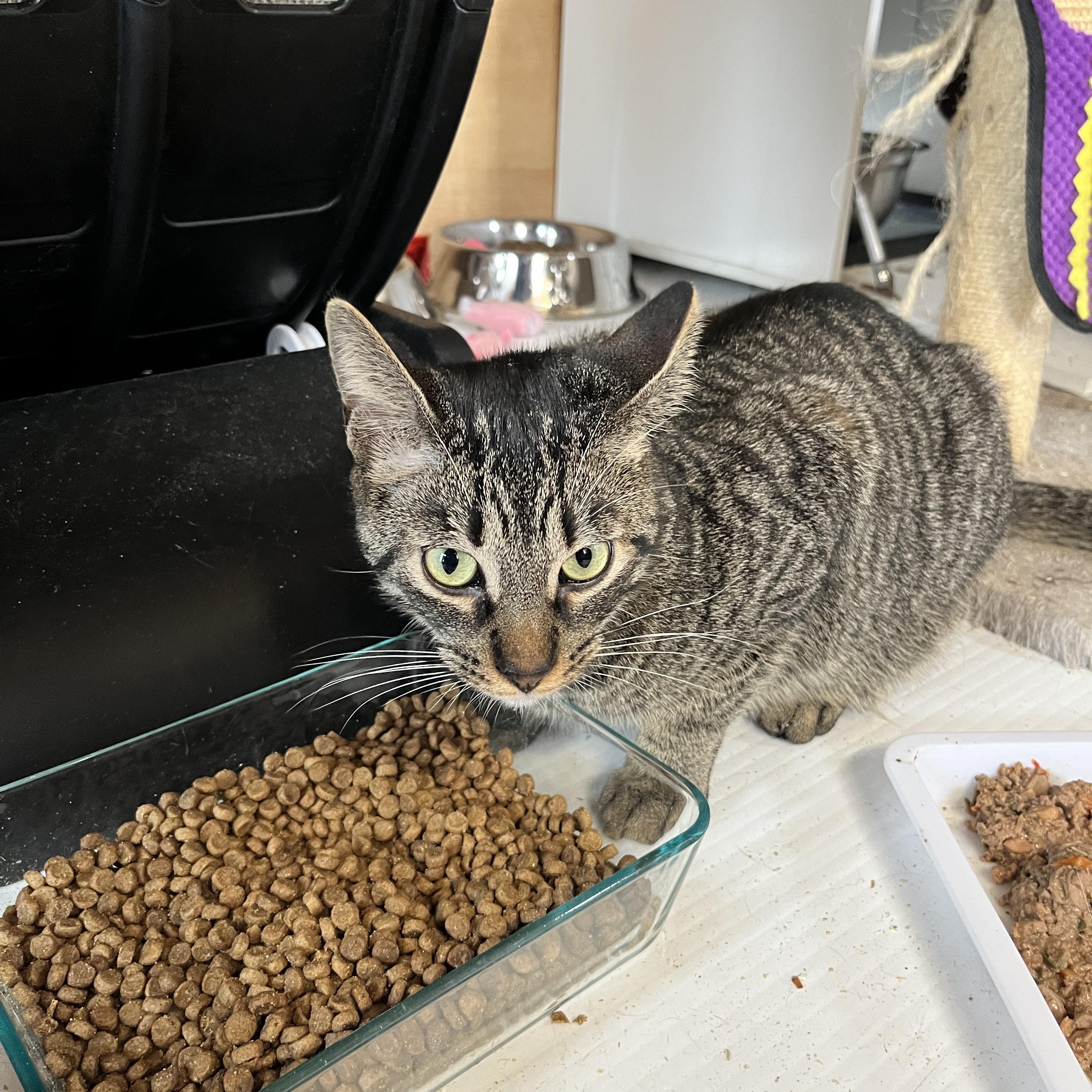 Enlarge Poppy, a Adoptable Tabby in Ashton, ON image 2/4