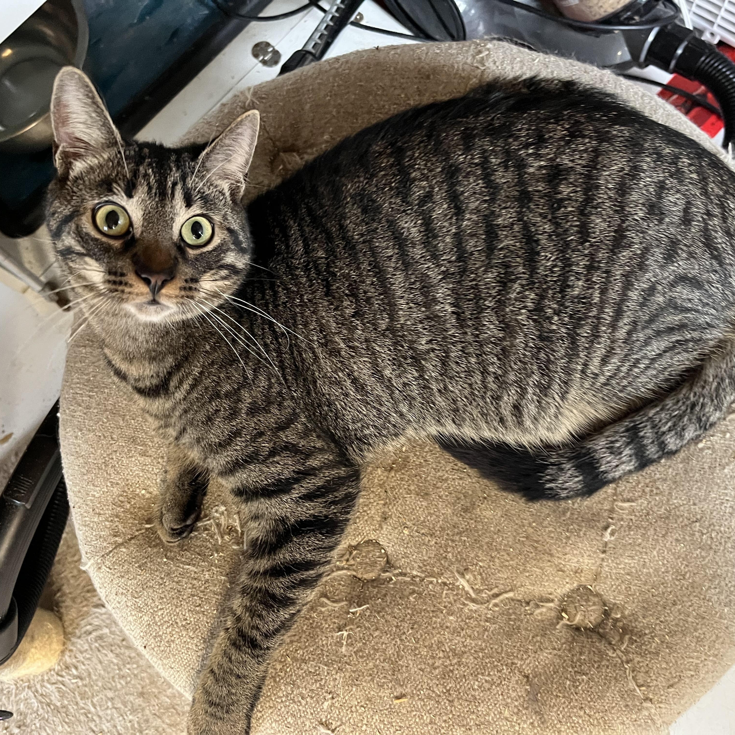 Poppy, Adoptable, Young Male Tabby.