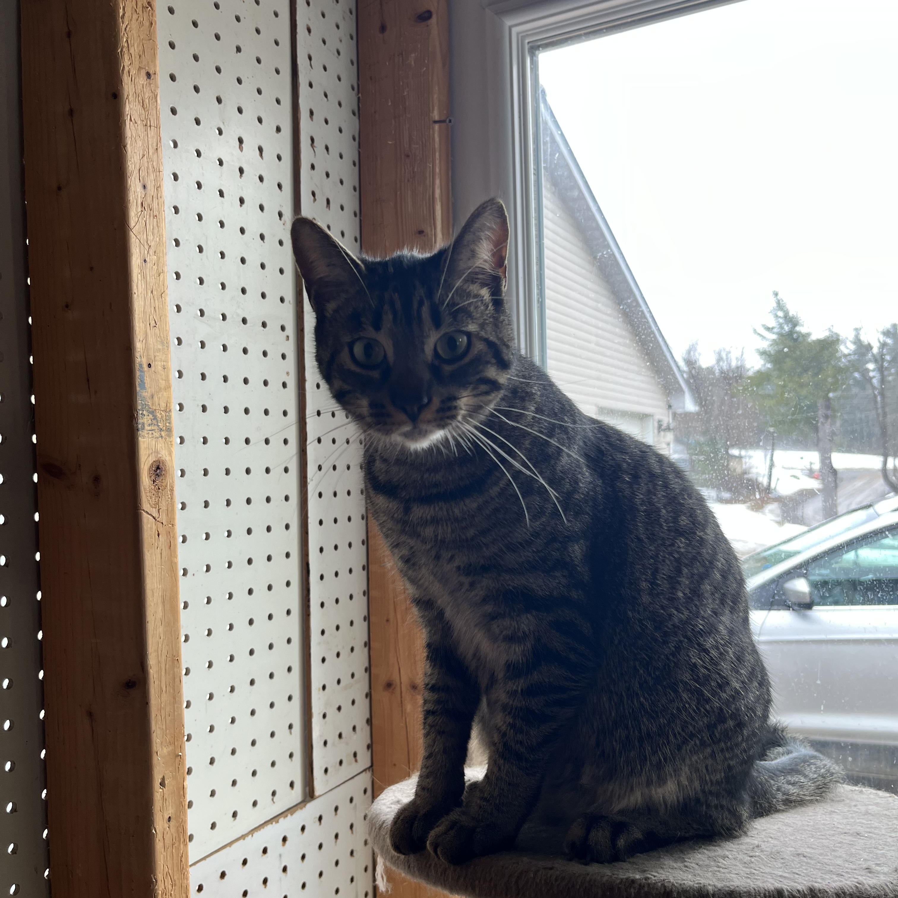 Enlarge Poppy, a Adoptable Tabby in Ashton, ON image 3/4