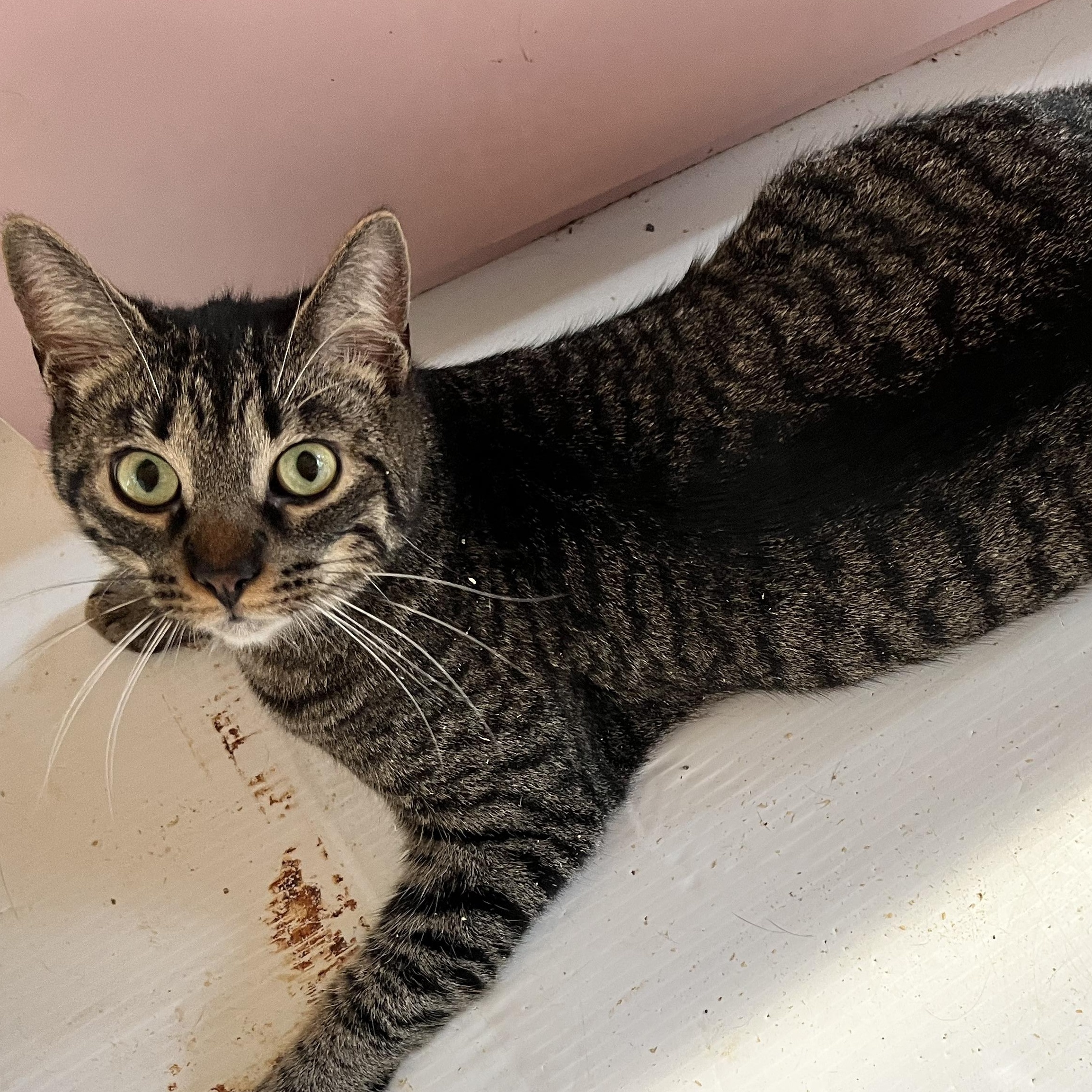 Enlarge Poppy, a Adoptable Tabby in Ashton, ON image 4/4