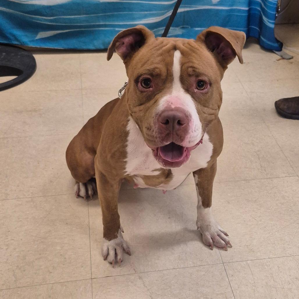 Ella, Adoptable, Adult Female Mixed Breed.