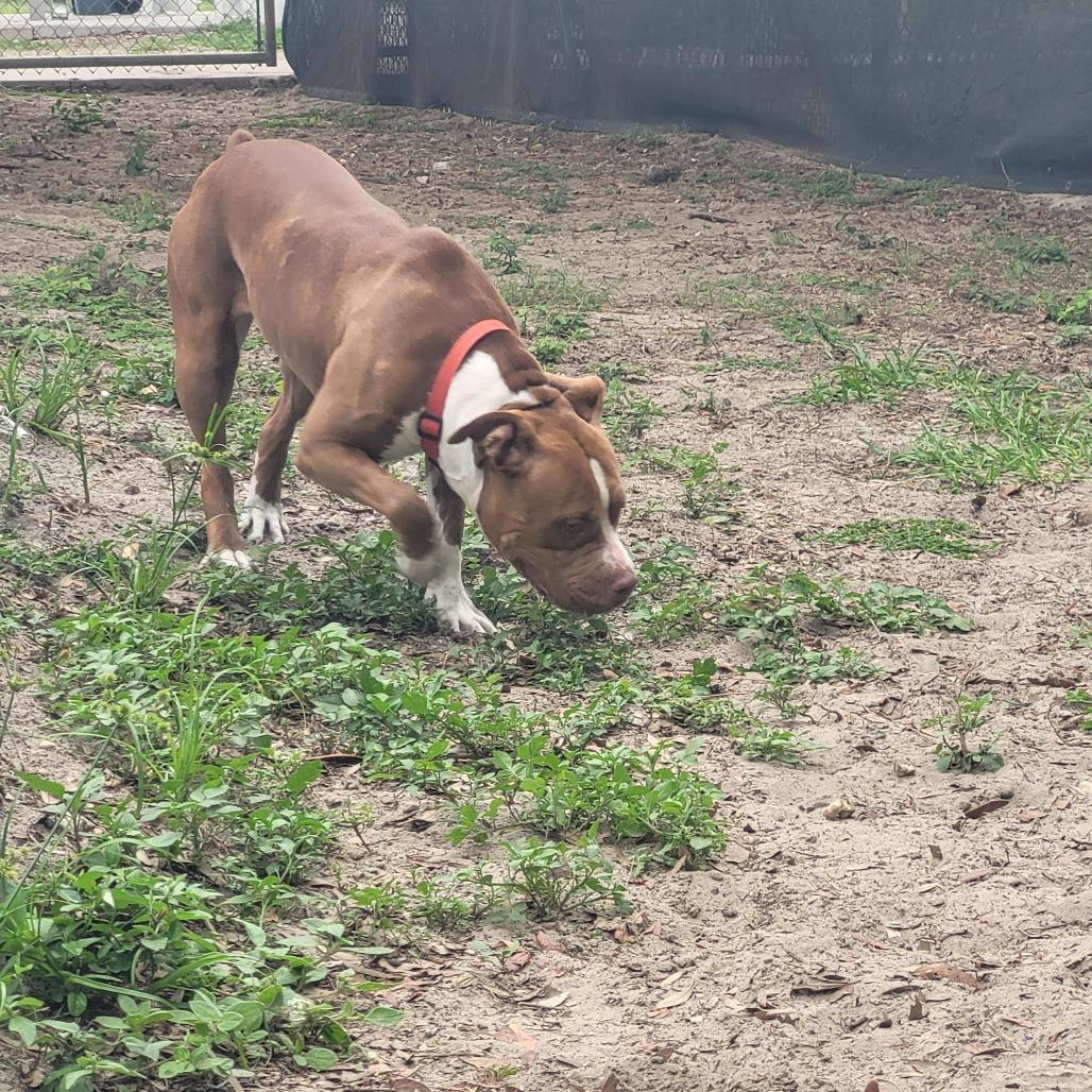 Ella, a Adoptable Mixed Breed in Lake Panasoffkee, FL image 2/6