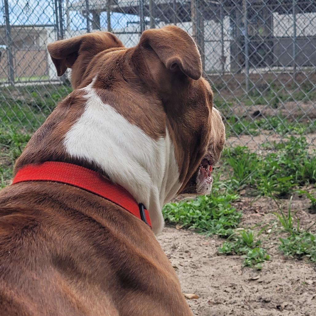 Ella, a Adoptable Mixed Breed in Lake Panasoffkee, FL image 3/6