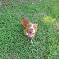 Ella, a Adoptable Mixed Breed in Lake Panasoffkee, FL image 5/6
