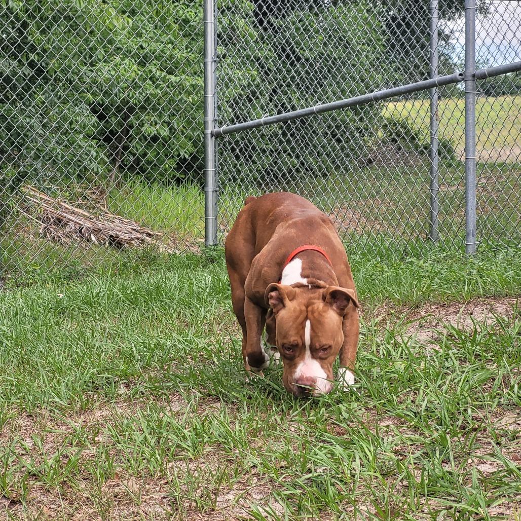 Ella, a Adoptable Mixed Breed in Lake Panasoffkee, FL image 6/6