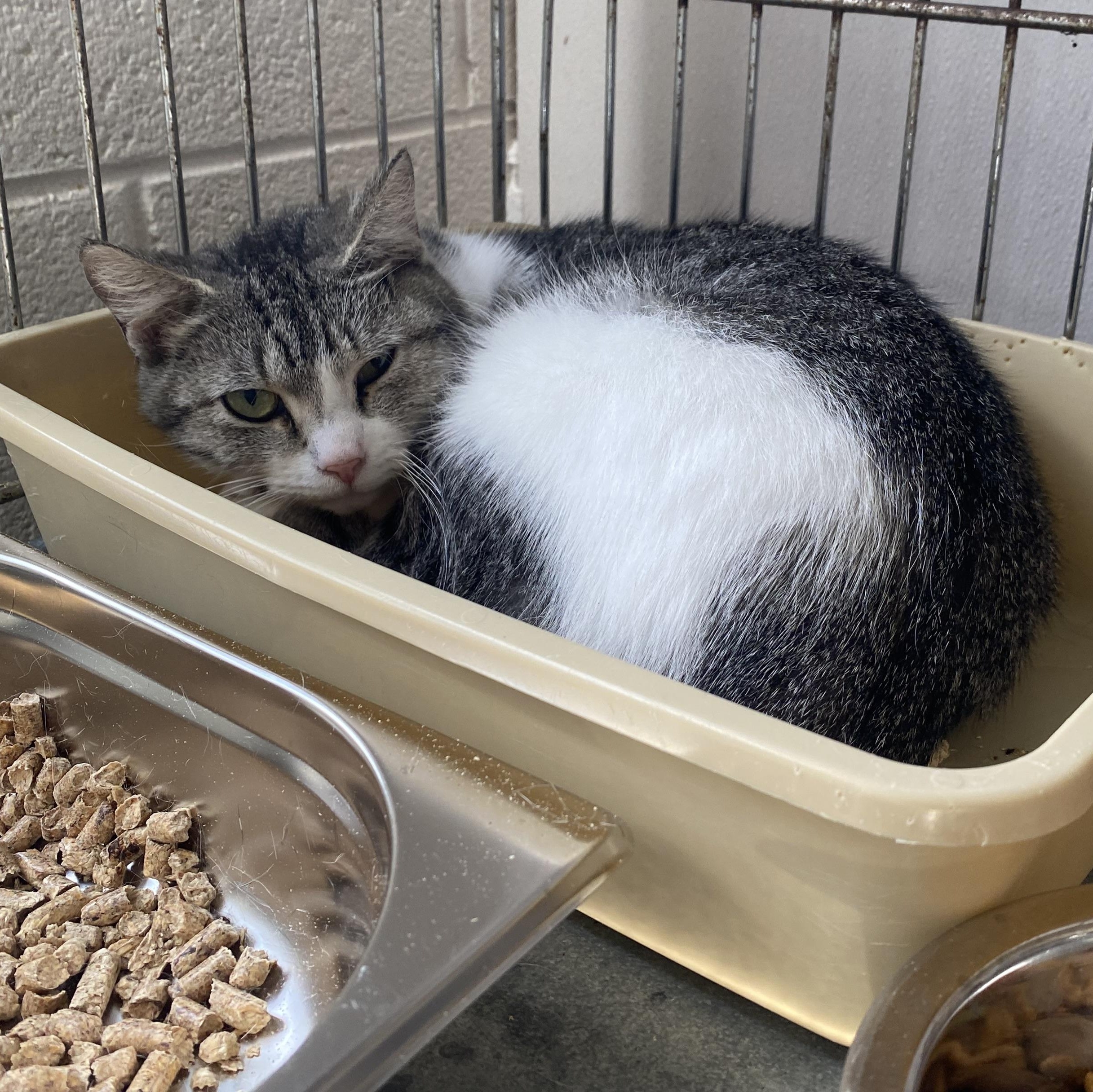 Tillie, ADOPTABLE, Adult Female Domestic Short Hair.