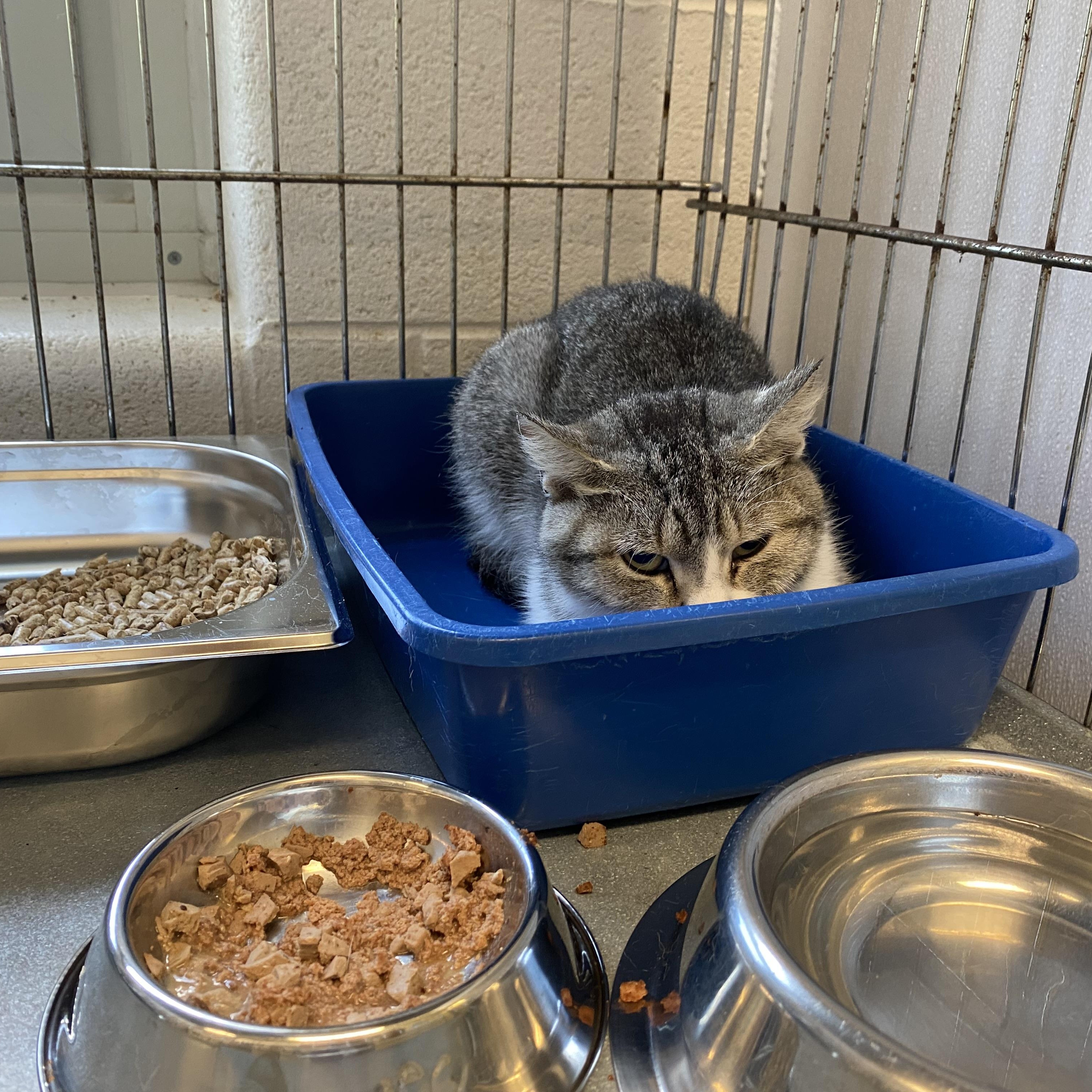 Tillie, a ADOPTABLE Domestic Short Hair in King George, VA image 2/2