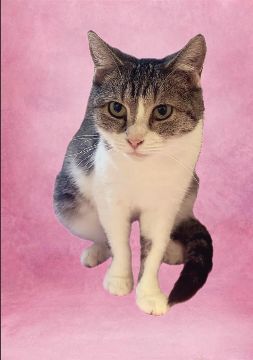 Enlarge Tillie, a Adoptable Domestic Short Hair in King George, VA image 2/4
