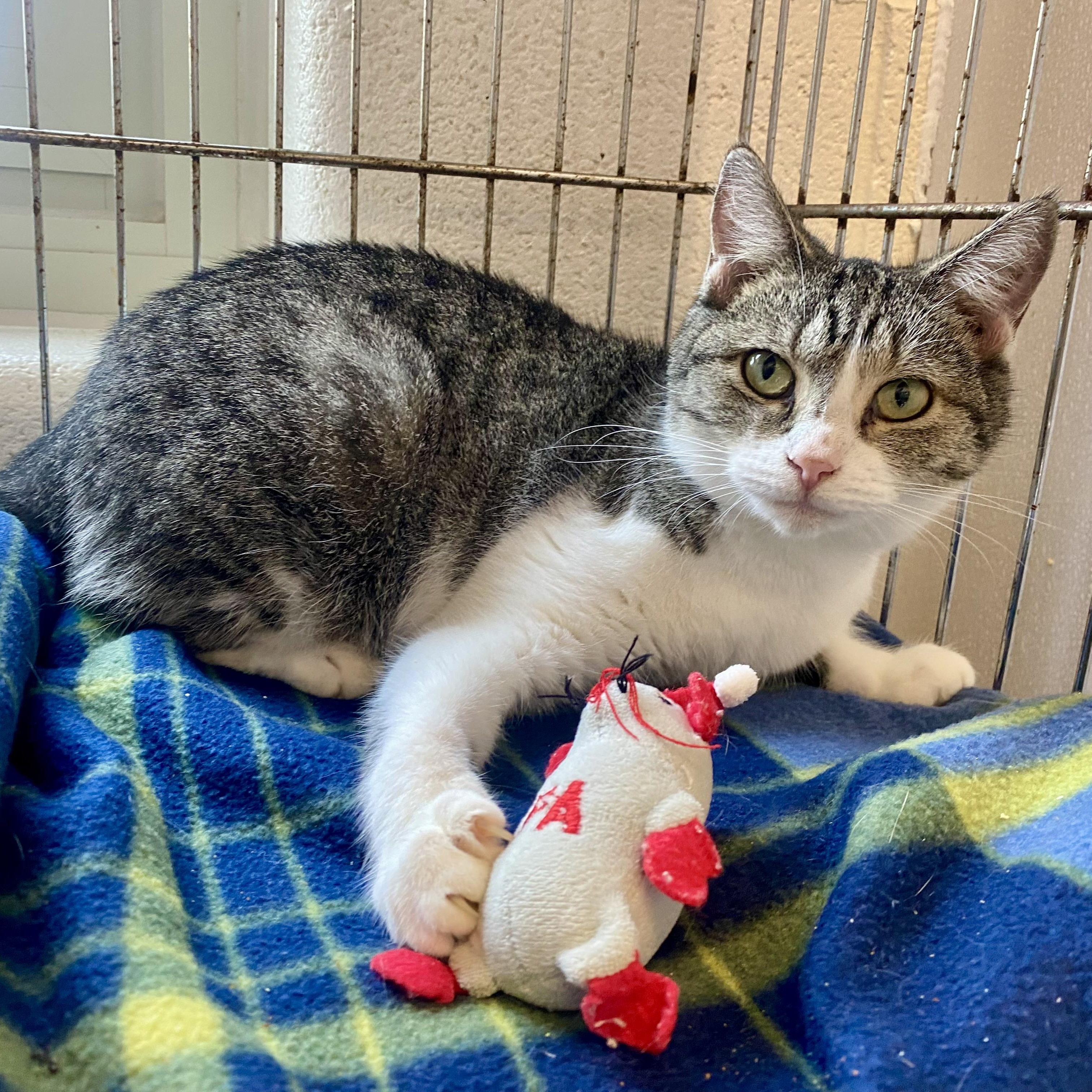 Tillie, Adoptable, Adult Female Domestic Short Hair.