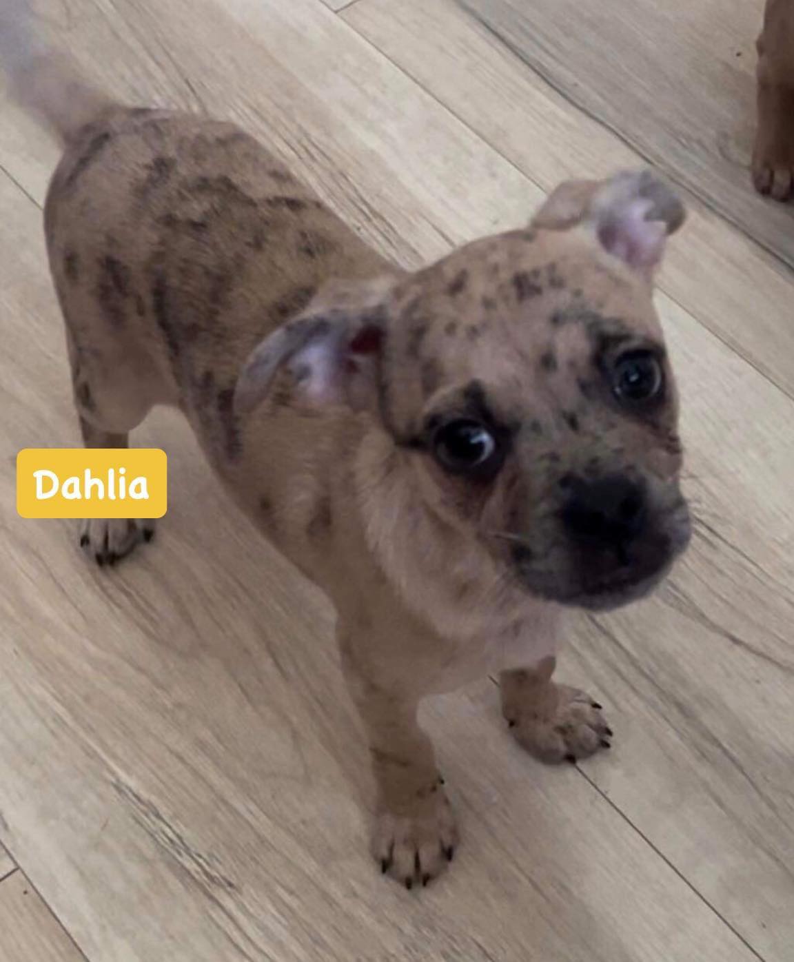 Dahlia, an adopted Chihuahua & Pug Mix in Fullerton, CA_image-1