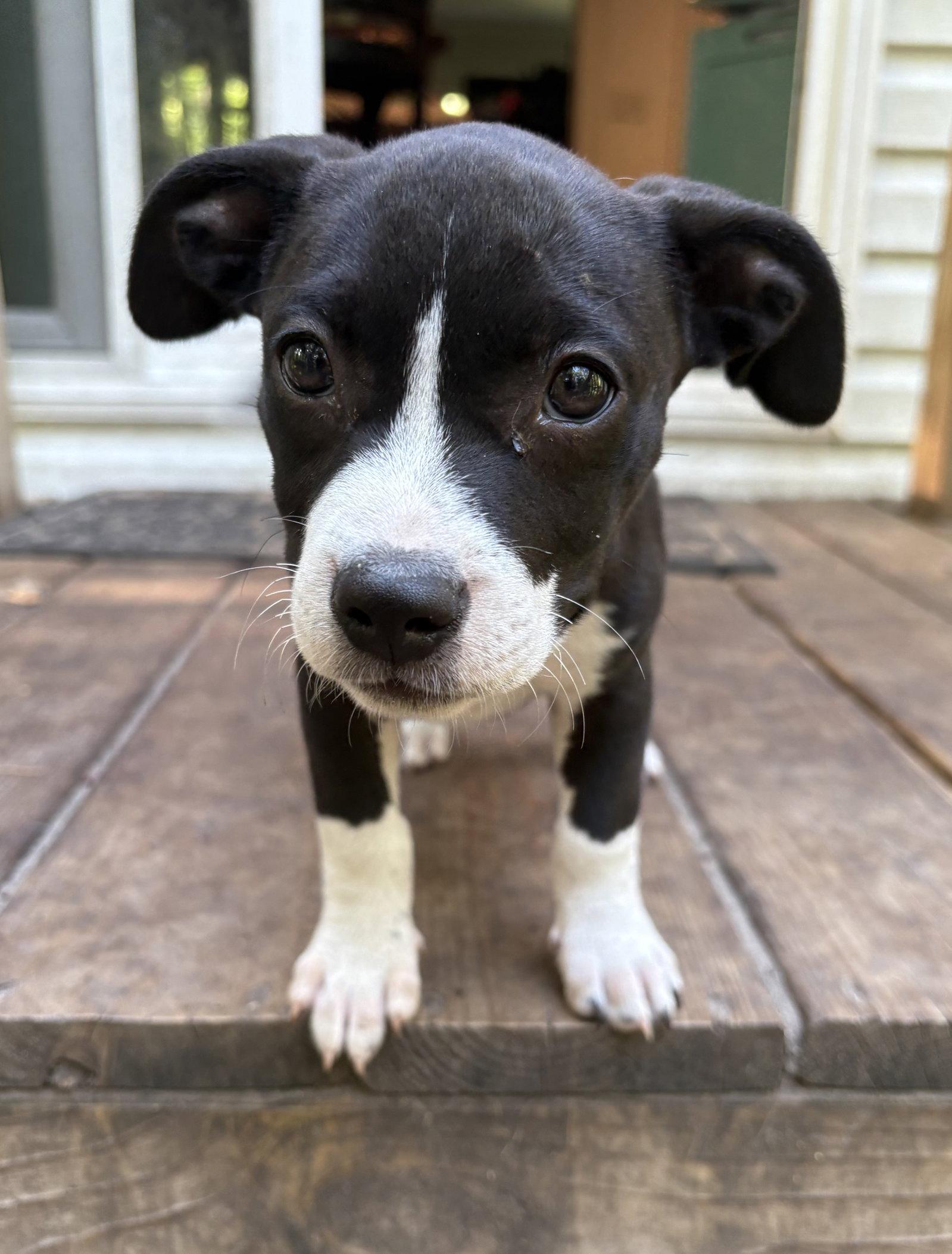 Rhonda, Adoptable, Puppy Female Mixed Breed.