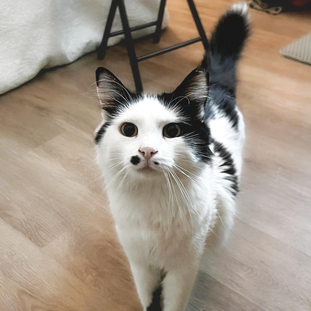 Smudge, a Adoptable Domestic Long Hair in Long Beach, CA image 1/5