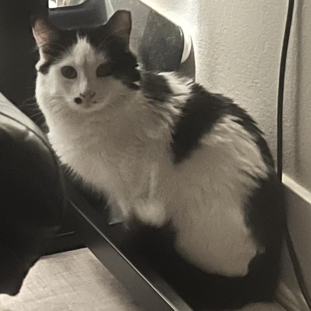 Smudge, a Adoptable Domestic Long Hair in Long Beach, CA image 2/5
