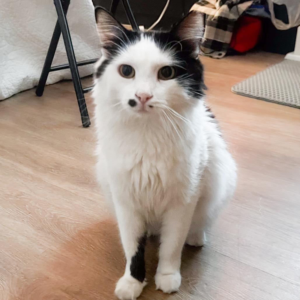 Smudge, a Adoptable Domestic Long Hair in Long Beach, CA image 3/5