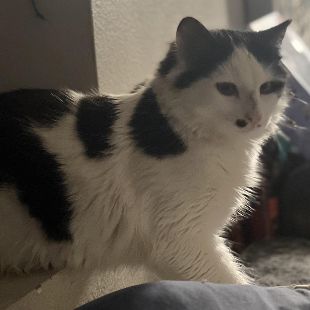 Smudge, a Adoptable Domestic Long Hair in Long Beach, CA image 4/5