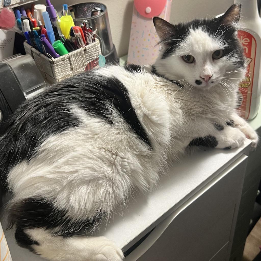 Smudge, a Adoptable Domestic Long Hair in Long Beach, CA image 5/5