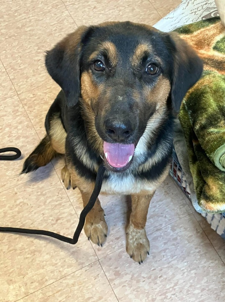 Chanel, an adoptable Shepherd Mix in Salem, MO_image-1