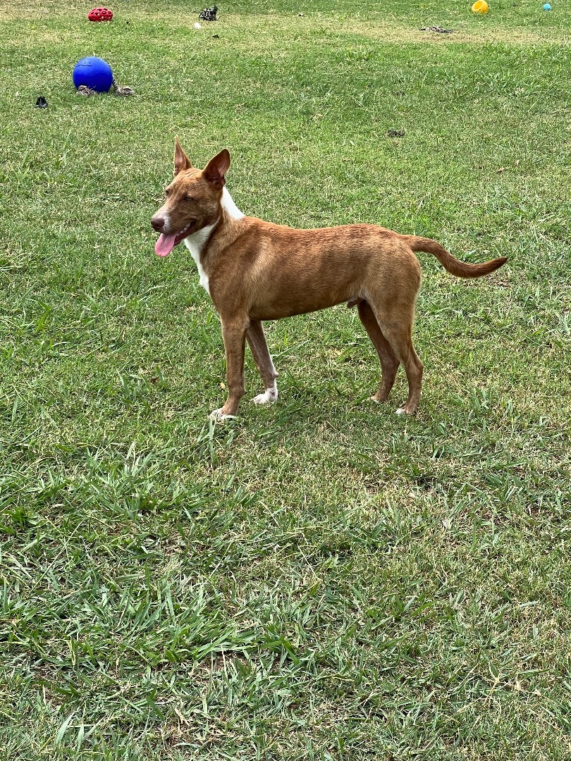 Channing , Adoptable, Puppy Male Cattle Dog.