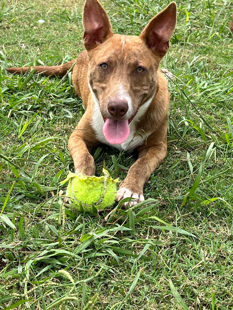Enlarge Channing , a Adoptable Cattle Dog in Farmersville, TX image 2/2