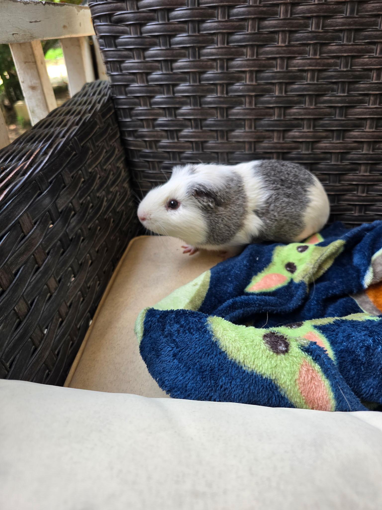 Enlarge Hampton, a Adoptable Guinea Pig in bauxite, AR image 4/5