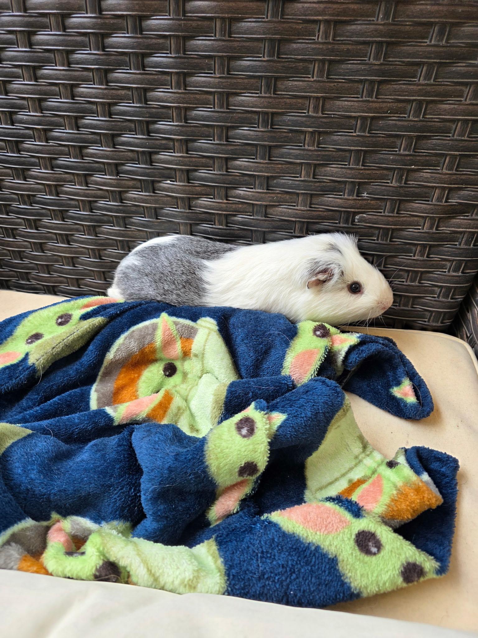 Enlarge Hampton, a Adoptable Guinea Pig in bauxite, AR image 5/5