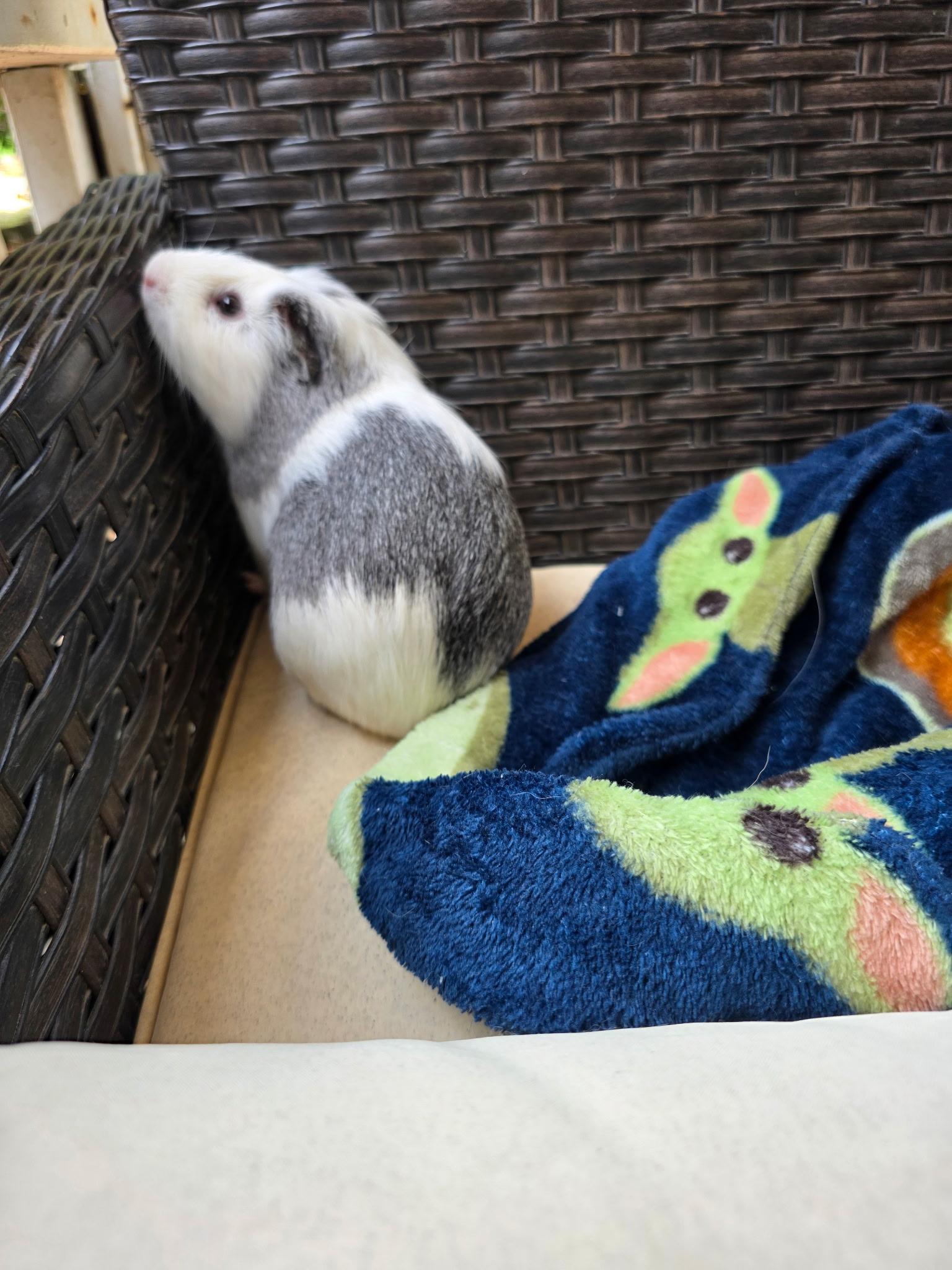 Hampton, Adoptable, Adult Male Guinea Pig.