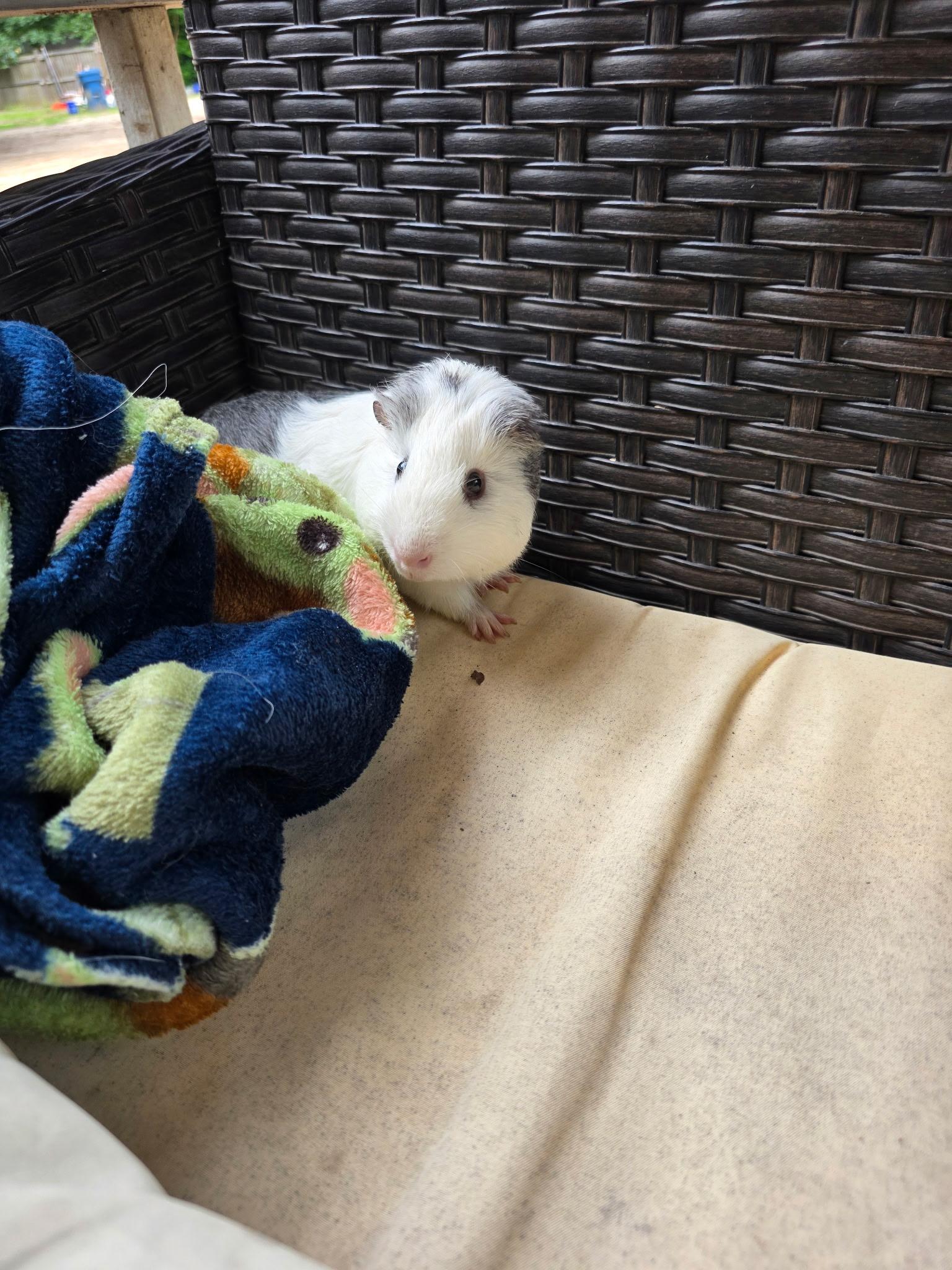 Enlarge Hampton, a Adoptable Guinea Pig in bauxite, AR image 2/5