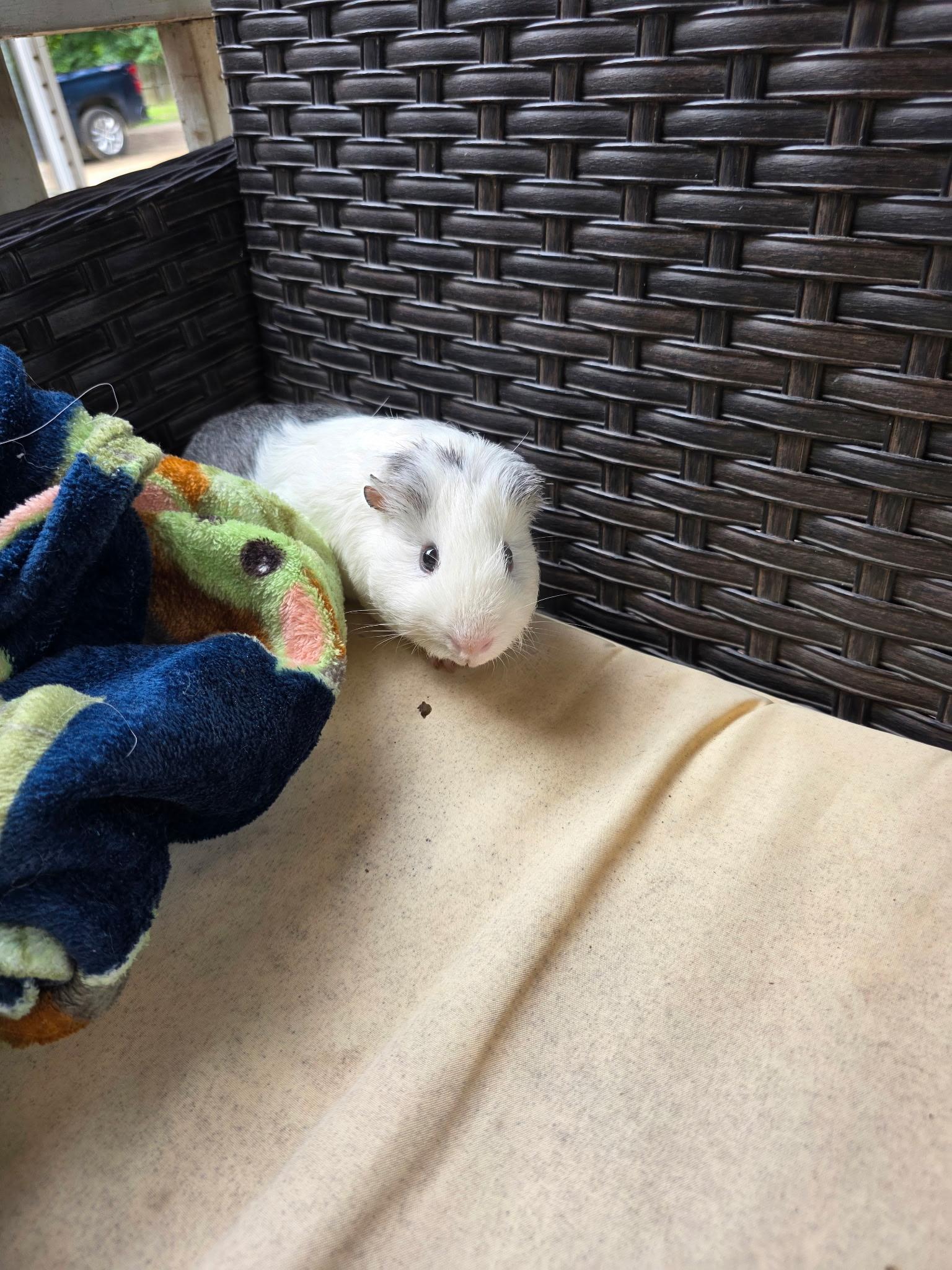 Enlarge Hampton, a Adoptable Guinea Pig in bauxite, AR image 3/5
