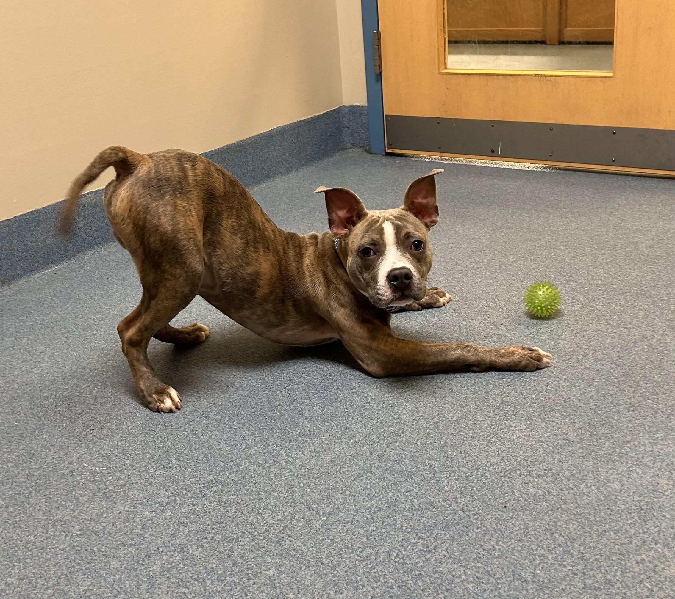 Enlarge Bryce, a Adoptable Pit Bull Terrier in Suffolk, VA image 1/2