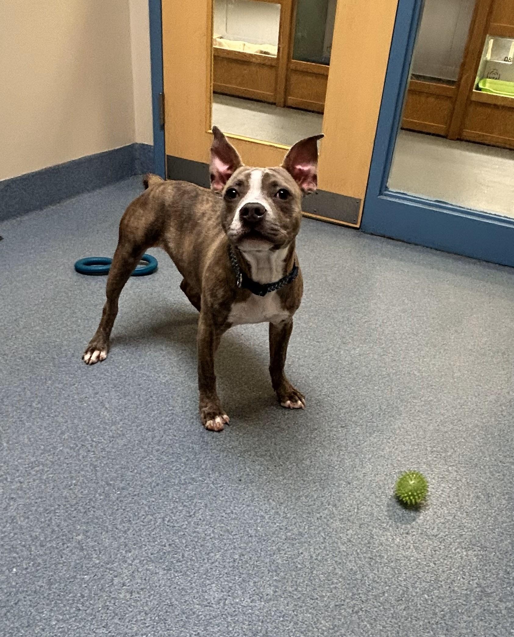 Enlarge Bryce, a Adoptable Pit Bull Terrier in Suffolk, VA image 2/2