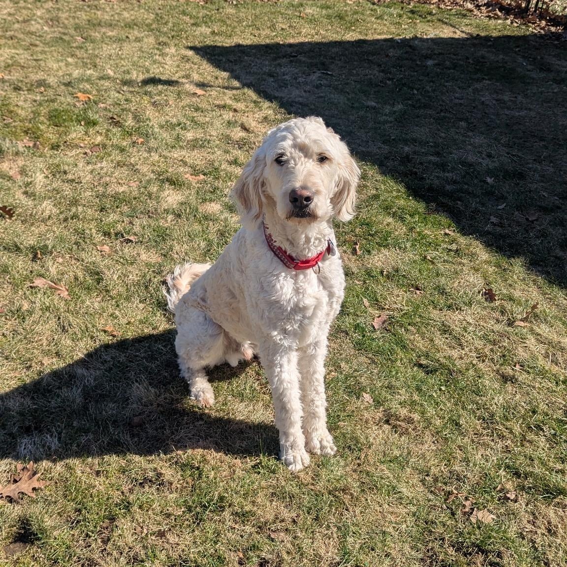Enlarge DARBY-OHIO, an adopted Goldendoodle in CLEVELAND, OH image 2/6
