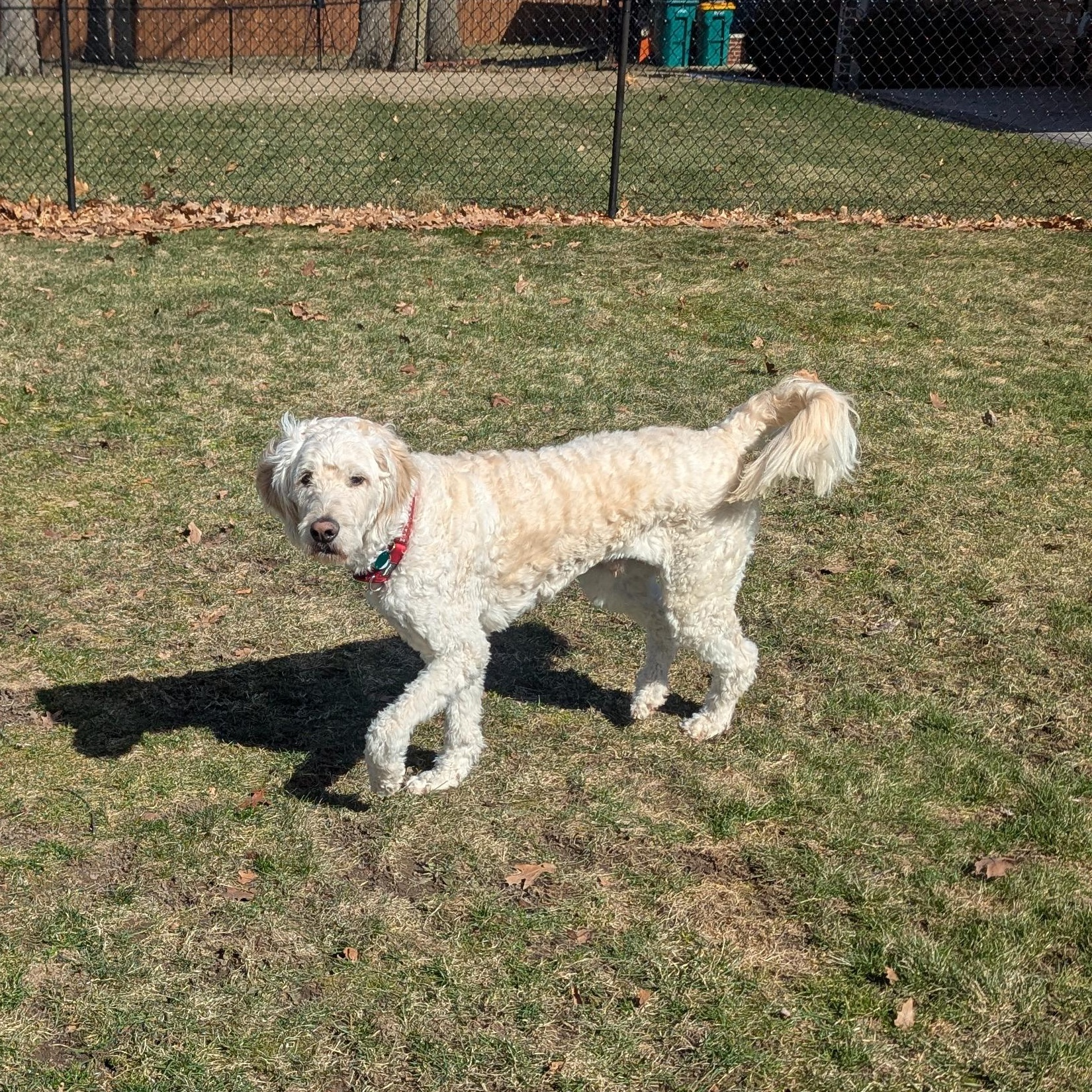 Enlarge DARBY-OHIO, an adopted Goldendoodle in CLEVELAND, OH image 5/6
