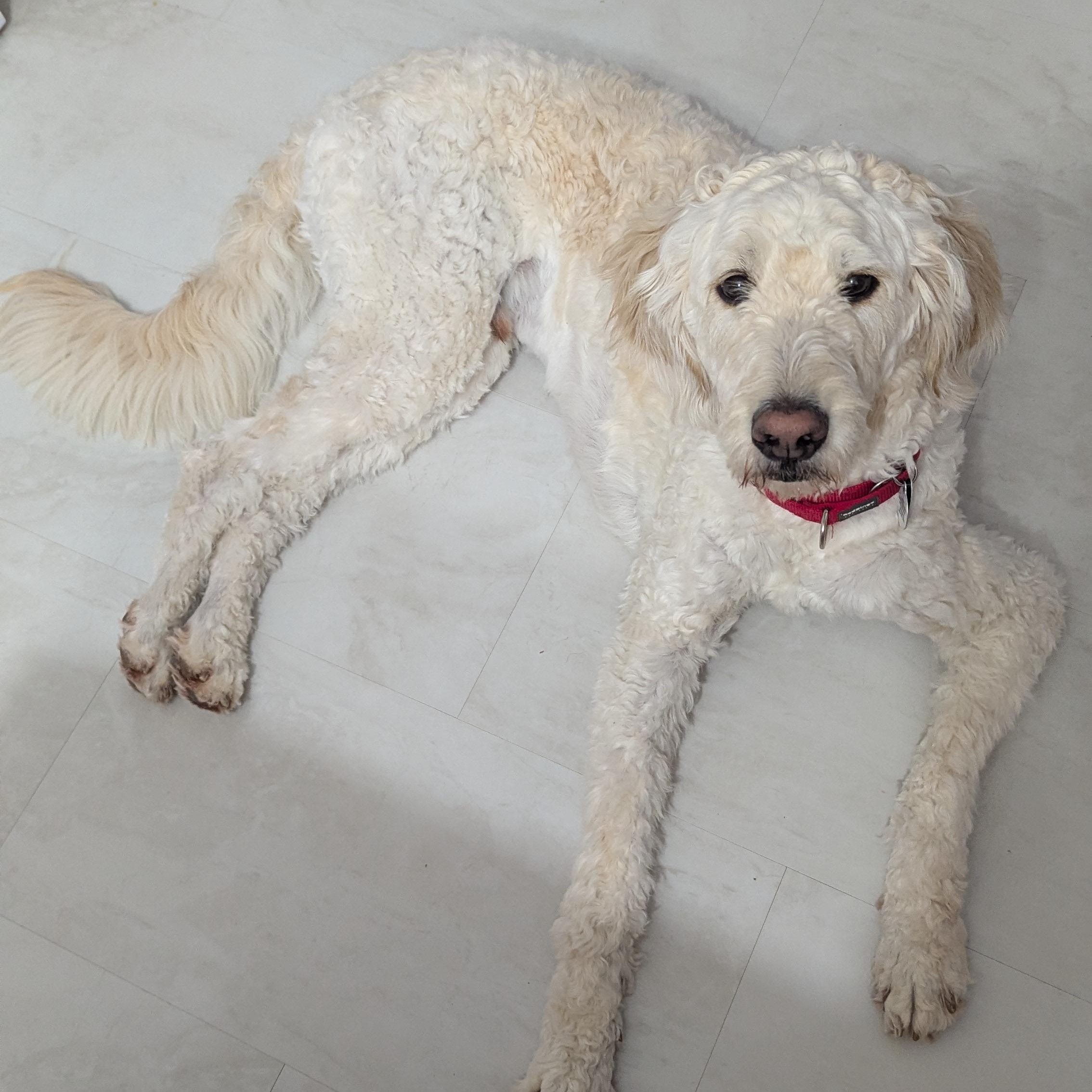 DARBY-OHIO, adopted, Adult Male Goldendoodle.