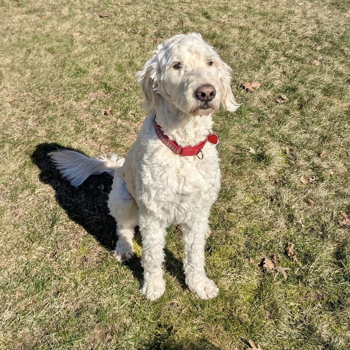 Enlarge DARBY-OHIO, an adopted Goldendoodle in CLEVELAND, OH image 4/6