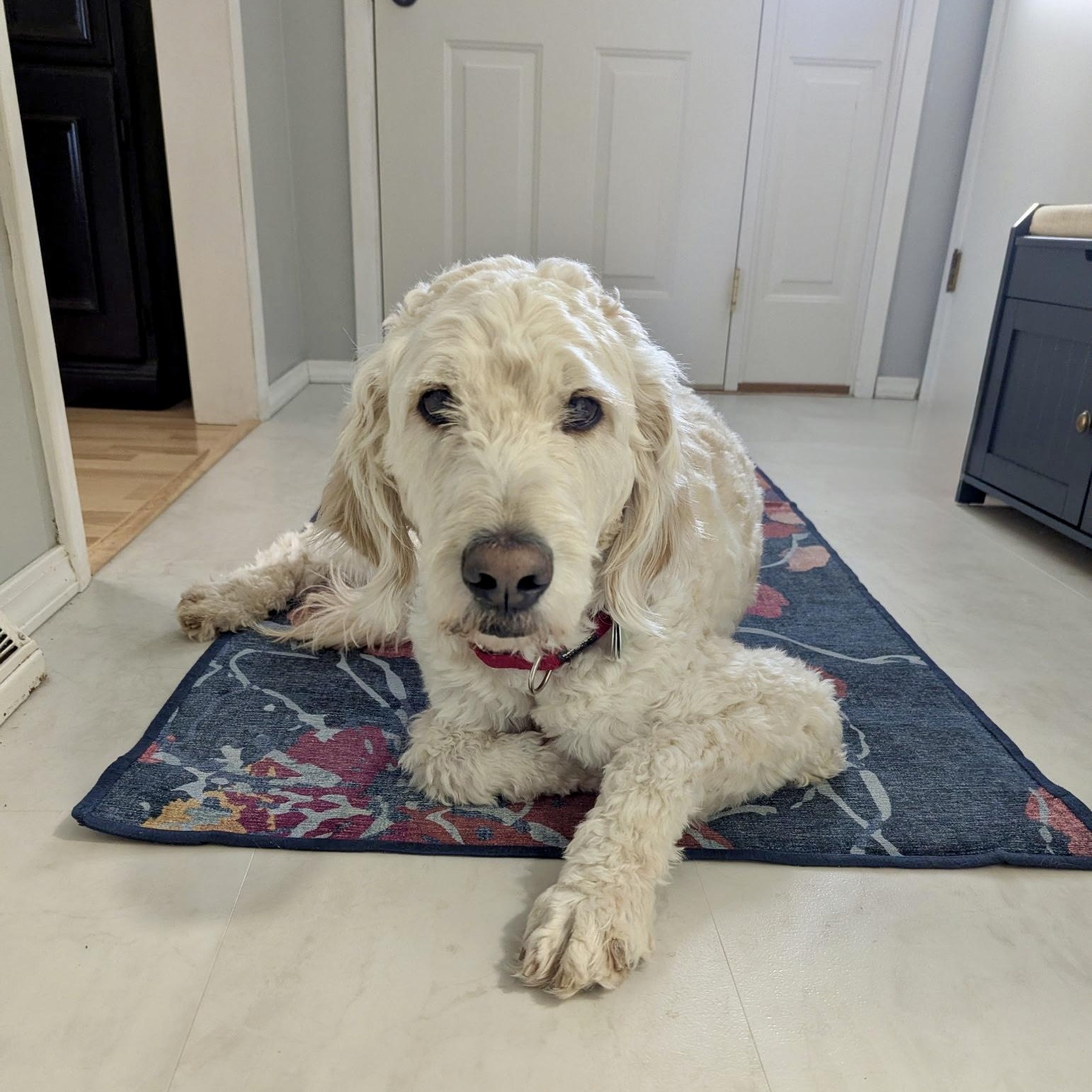 Enlarge DARBY-OHIO, an adopted Goldendoodle in CLEVELAND, OH image 3/6