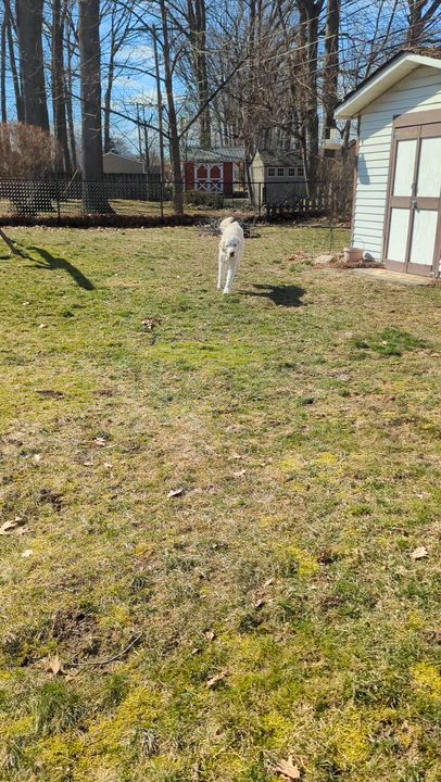 Enlarge DARBY-OHIO, an adopted Goldendoodle in CLEVELAND, OH video 6/6