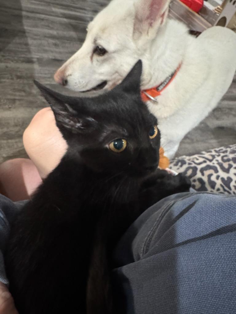 Sriracha Sauce , a Adoptable Domestic Short Hair in North Richland Hills, TX image 4/4