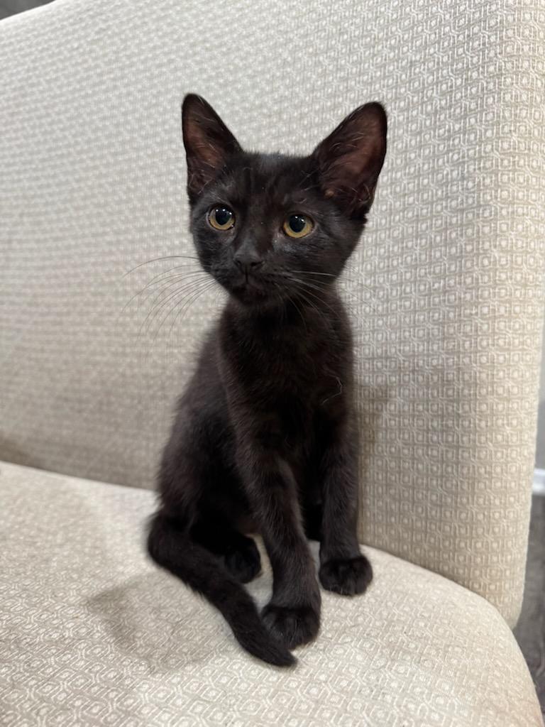 Sriracha Sauce , a Adoptable Domestic Short Hair in North Richland Hills, TX image 1/4