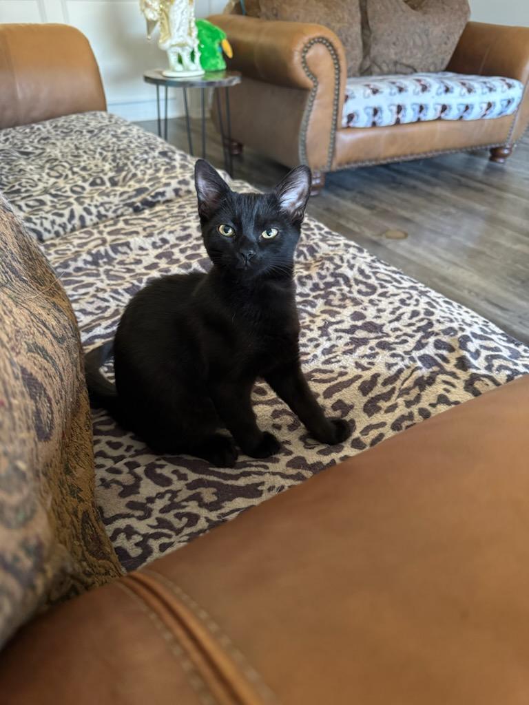 Sriracha Sauce , a Adoptable Domestic Short Hair in North Richland Hills, TX image 3/4