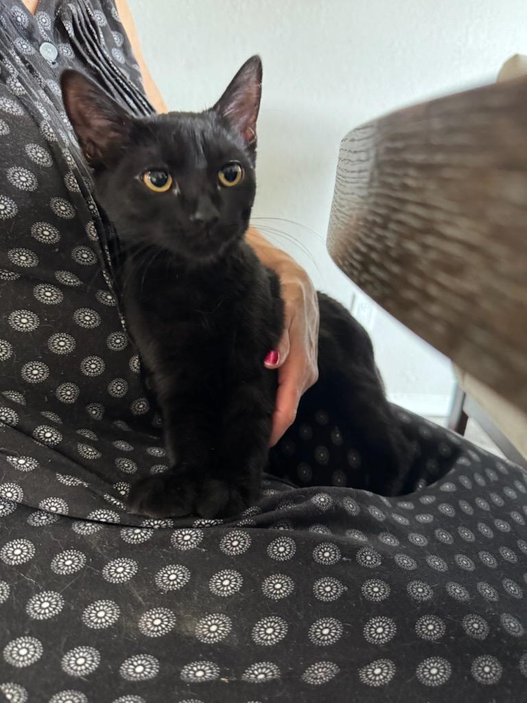 Sriracha Sauce , a Adoptable Domestic Short Hair in North Richland Hills, TX image 2/4