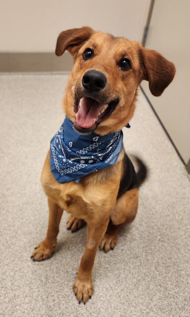 Henry, Adoptable, Young Male German Shepherd Dog.
