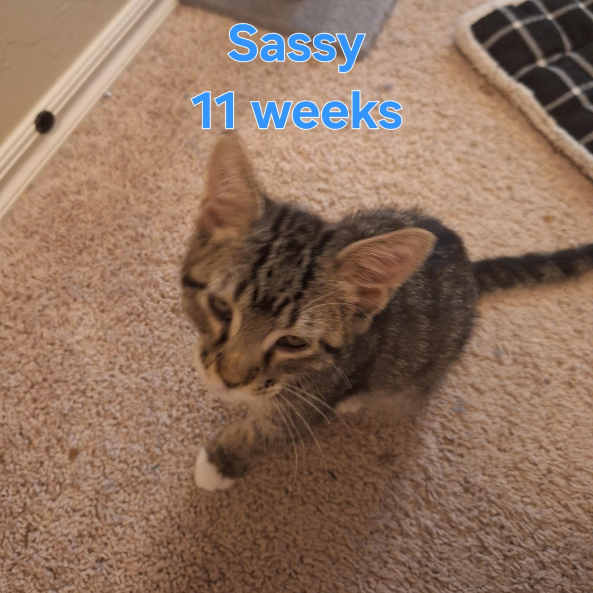 Enlarge Sassy, a ADOPTABLE mixed breed in Oklahoma City, OK image 2/2