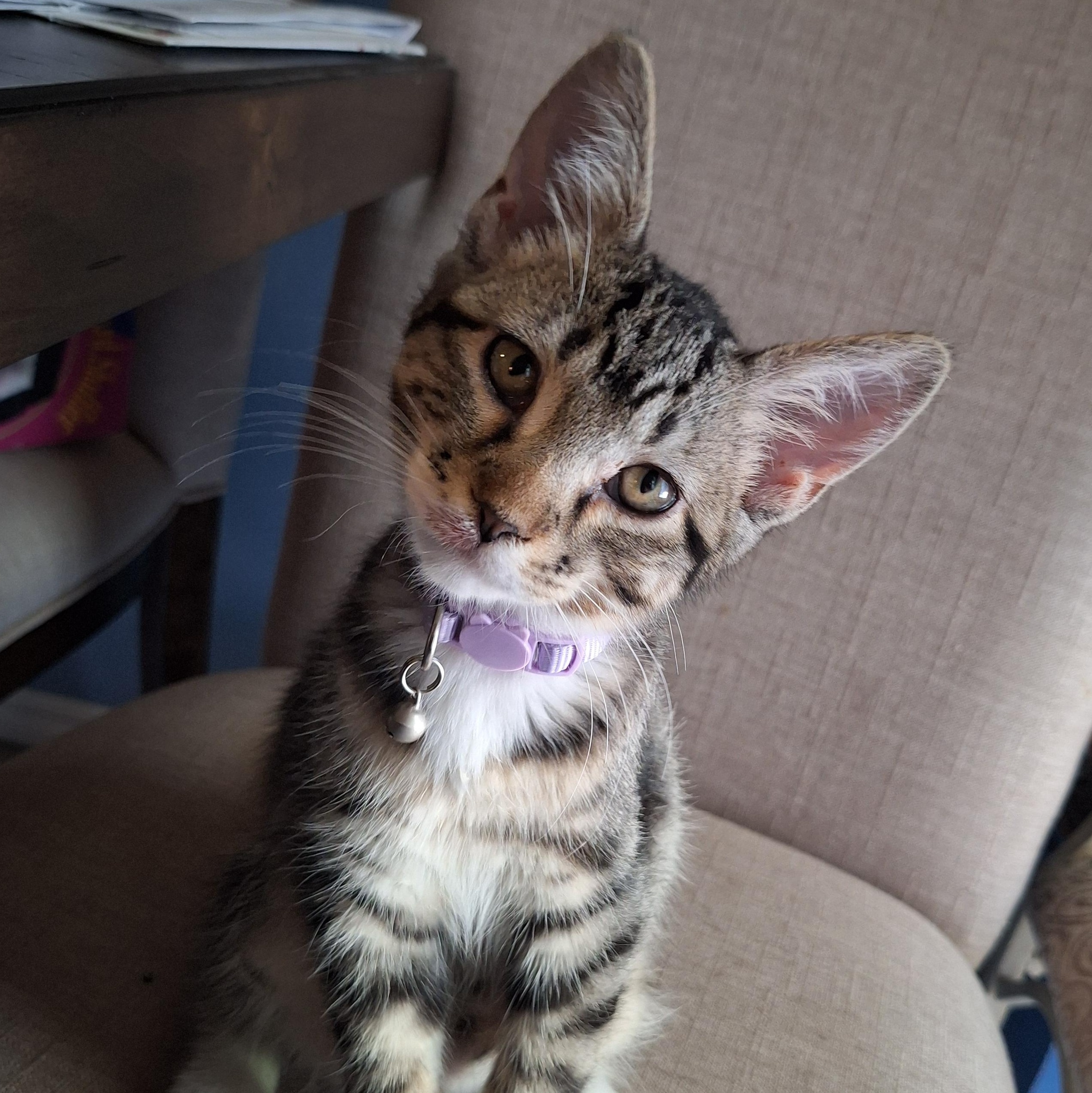 Sassy, ADOPTABLE, Young Female Domestic Short Hair.
