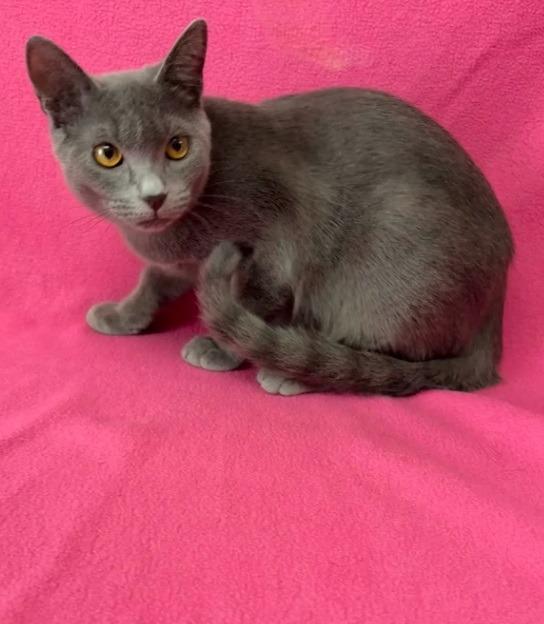 Cantaloupe, Adoptable, Kitten Female Russian Blue.