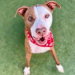 Bo, Adoptable, Adult Male Terrier & Mixed Breed.