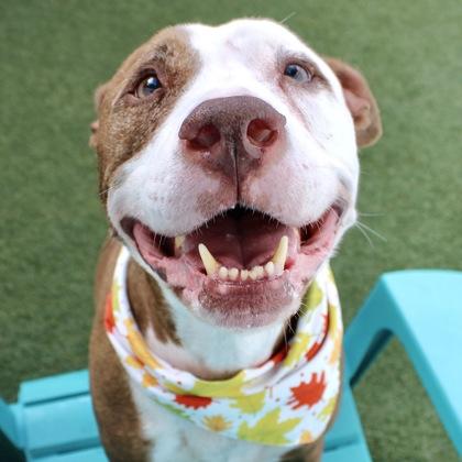 Bo, a Adoptable mixed breed in Largo, FL image 2/3