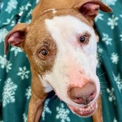 Bo, a Adoptable mixed breed in Largo, FL image 3/3